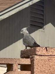 Found/Stray Unknown Bird last seen 35th Ave & Peoria, Phoenix, AZ 85029