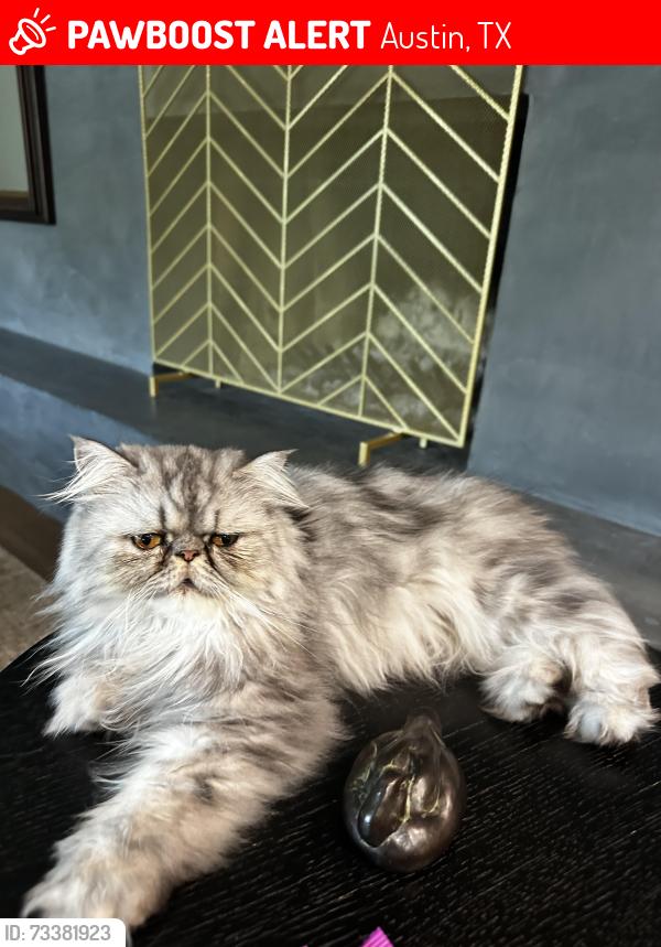 Lost Male Cat last seen Edgemont, Austin, TX 78731
