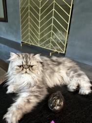 Lost Male Cat last seen Edgemont, Austin, TX 78731