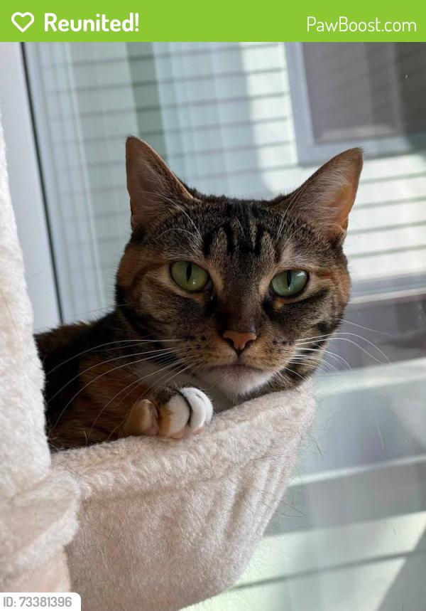 Reunited Female Cat last seen Manor and 26th Pl W, Seattle, WA 98199