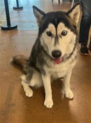 Shelter Stray Female Dog last seen , 14409 Vanowen St, Van Nuys, CA 91405, USA