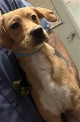 Shelter Stray Male Dog last seen , 14409 Vanowen St, Van Nuys, CA 91405, USA