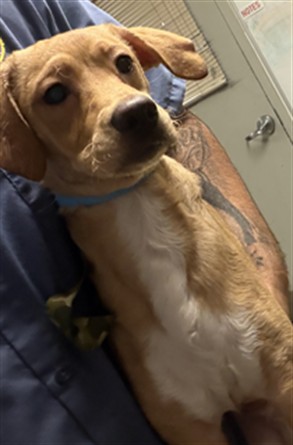 Shelter Stray Male Dog last seen , 14409 Vanowen St, Van Nuys, CA 91405, USA
