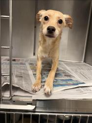 Shelter Stray Female Dog last seen , 14409 Vanowen St, Van Nuys, CA 91405, USA