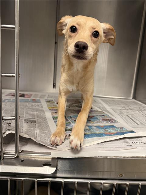 Shelter Stray Female Dog last seen , 14409 Vanowen St, Van Nuys, CA 91405, USA