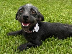 Reunited Female Dog last seen Friendswood Lakes subdivision, Friendswood, TX 77546