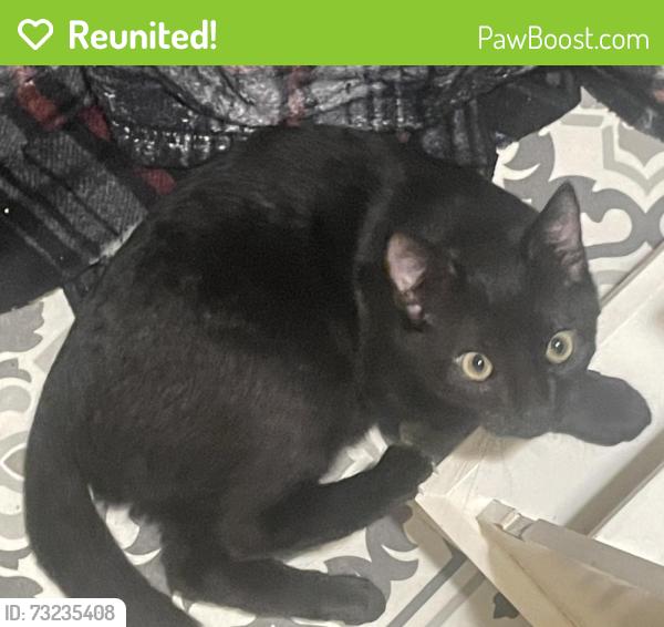 Reunited Male Cat last seen W Union Turnpike, Wharton, NJ 07885, USA, Wharton, NJ 07885
