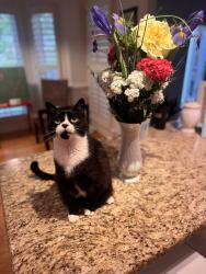 Lost Female Cat last seen cherry hill dr, Greensboro, NC 27410