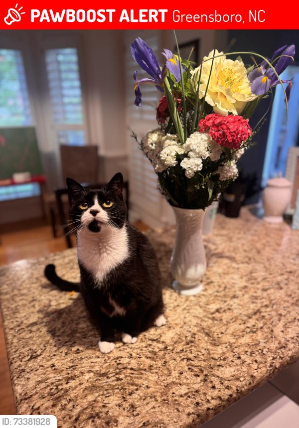 Lost Female Cat last seen cherry hill dr, Greensboro, NC 27410