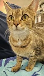 Shelter Stray Female Cat last seen HOLMES AVE/14TH ST, 4950 SW Triana Blvd, Huntsville, AL 35805, USA