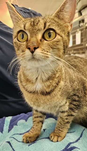 Shelter Stray Female Cat last seen HOLMES AVE/14TH ST, 4950 SW Triana Blvd, Huntsville, AL 35805, USA