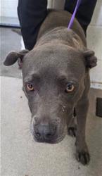 Shelter Stray Female Dog last seen LAUREL X REED, 333 Chandler Pl, San Bernardino, CA 92408, USA
