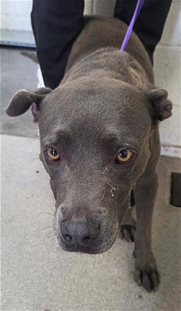 Shelter Stray Female Dog last seen LAUREL X REED, 333 Chandler Pl, San Bernardino, CA 92408, USA
