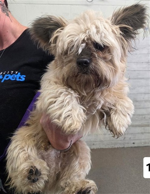 Shelter Stray Male Dog last seen DOGWOOD X WOODLAND, 333 Chandler Pl, San Bernardino, CA 92408, USA