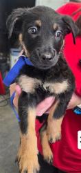 Shelter Stray Female Dog last seen Near BLOCK W HIGHLAND AVE, 333 Chandler Pl, San Bernardino, CA 92408, USA
