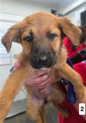 Shelter Stray Female Dog last seen Near BLOCK W HIGHLAND AVE, 333 Chandler Pl, San Bernardino, CA 92408, USA