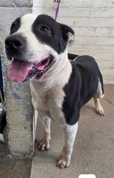 Shelter Stray Female Dog last seen LOCUST X MILLER, 333 Chandler Pl, San Bernardino, CA 92408, USA