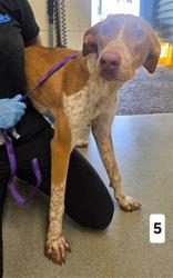 Shelter Stray Female Dog last seen DEL ROSA X DATE ST, 333 Chandler Pl, San Bernardino, CA 92408, USA