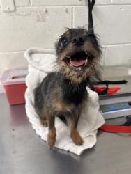 Shelter Stray Female Dog last seen Near BLOCK N WATERMAN, 333 Chandler Pl, San Bernardino, CA 92408, USA