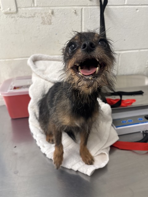 Shelter Stray Female Dog last seen Near BLOCK N WATERMAN, 333 Chandler Pl, San Bernardino, CA 92408, USA