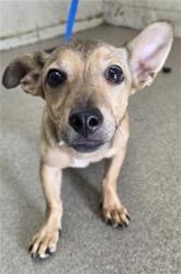 Shelter Stray Male Dog last seen Near BLOCK ARROW UNIT 218, 333 Chandler Pl, San Bernardino, CA 92408, USA
