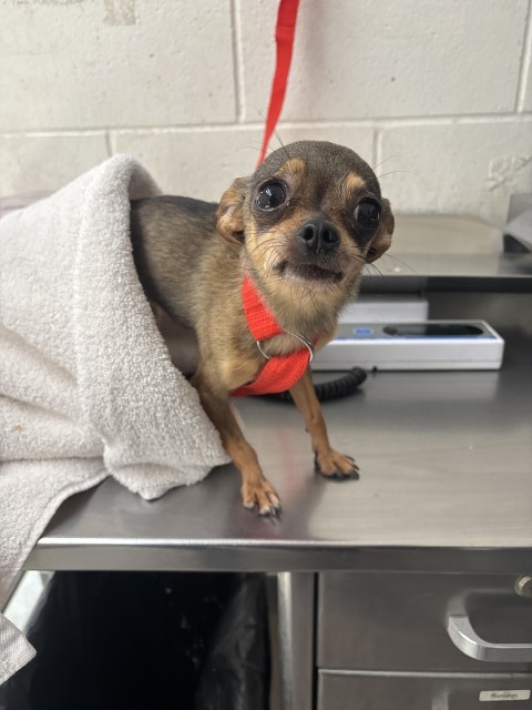 Shelter Stray Female Dog last seen Near BLOCK N WATERMAN, 333 Chandler Pl, San Bernardino, CA 92408, USA