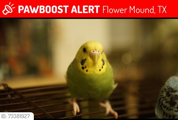 Lost Female Bird last seen Valley Ridge Blvd, Stone Hill Farms Pkwy, Flower Mound, TX 75028