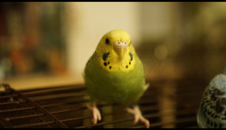 Lost Female Bird last seen Valley Ridge Blvd, Stone Hill Farms Pkwy, Flower Mound, TX 75028