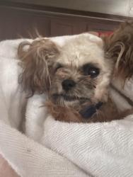 Lost Male Dog last seen Mountain road, Paintmill Road, laurel lane, Slatington, PA 18080