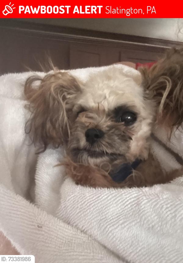 Lost Male Dog last seen Mountain road, Paintmill Road, laurel lane, Slatington, PA 18080