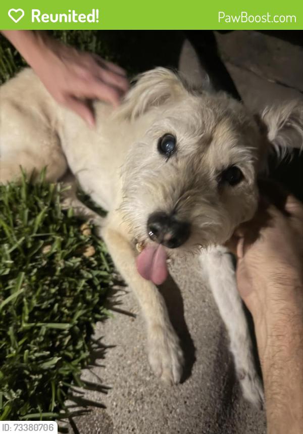 Reunited Male Dog last seen Big Bend and Canyon Dr in West Park Subdivision, Keller, TX 76248