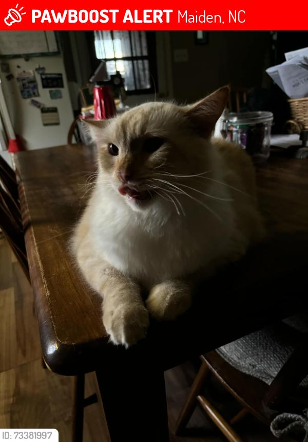 Lost Male Cat last seen East cliff rd, Maiden, NC 28650