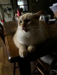 Lost Male Cat last seen East cliff rd, Maiden, NC 28650