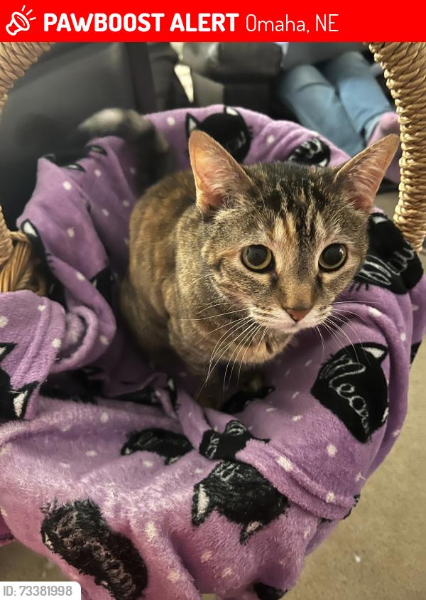 Lost Female Cat last seen Appaloosa dr elkhorn, Omaha, NE 68022