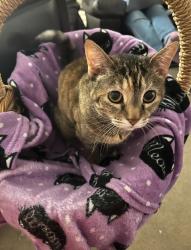 Lost Female Cat last seen Appaloosa dr elkhorn, Omaha, NE 68022