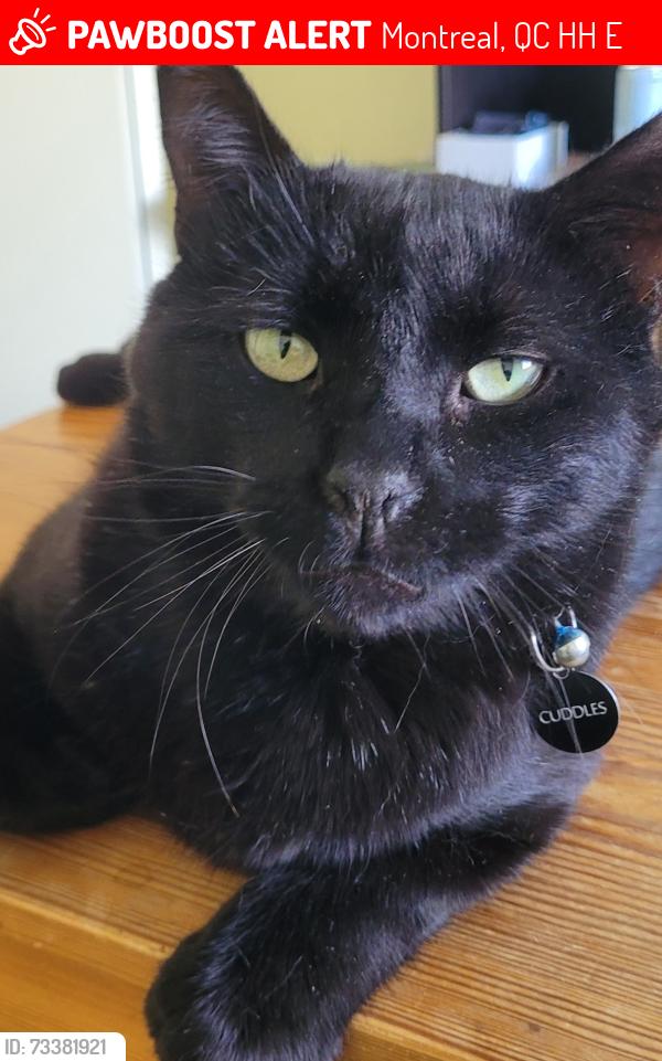 Lost Male Cat last seen Between Kimber, St Charles and Oakwood st., Montreal, QC H9H 5E9