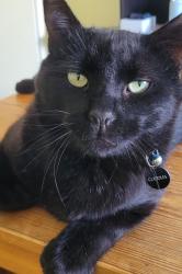 Lost Male Cat last seen Between Kimber, St Charles and Oakwood st., Montreal, QC H9H 5E9