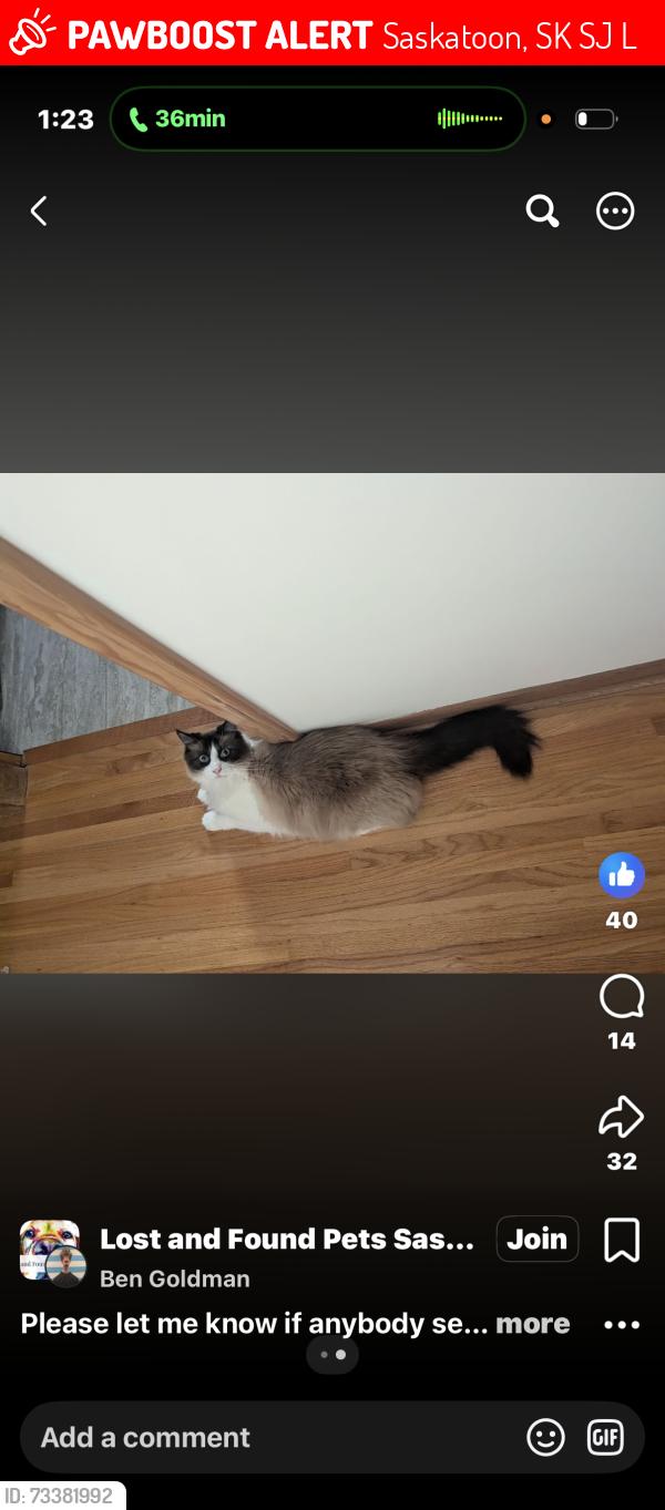 Lost Male Cat last seen Clarence and Taylor, Saskatoon, SK S7J 1L4