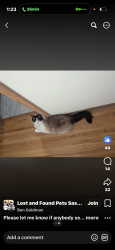 Lost Male Cat last seen Clarence and Taylor, Saskatoon, SK S7J 1L4