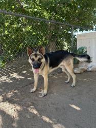 Found/Stray Male Dog last seen Near Peach & Yucca St., Hesperia, CA 92345