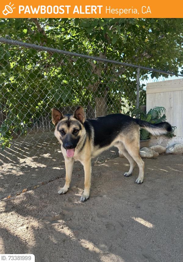 Found/Stray Male Dog last seen Near Peach & Yucca St., Hesperia, CA 92345