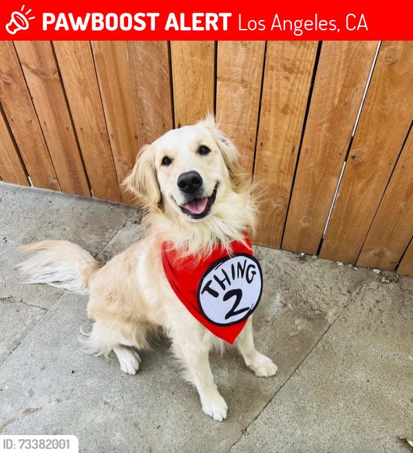 Lost Female Dog last seen Madden & Hyde Park Blvd, Los Angeles, CA 90043
