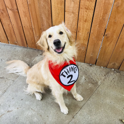 Lost Female Dog last seen Madden & Hyde Park Blvd, Los Angeles, CA 90043