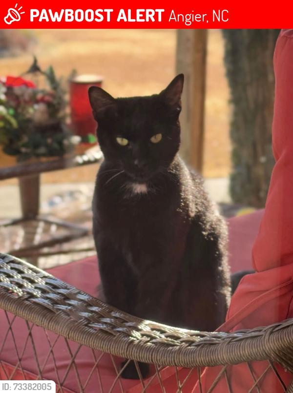 Lost Female Cat last seen Oak Grove Church rd & Mabry rd, Angier, NC 27501