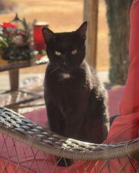Lost Female Cat last seen Oak Grove Church rd & Mabry rd, Angier, NC 27501
