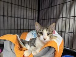 Shelter Stray Male Cat last seen property, Homosassa, FL, 4030 S Airport Rd, Inverness, FL 34450, USA