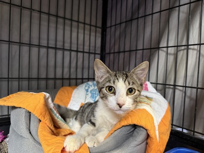 Shelter Stray Male Cat last seen property, Homosassa, FL, 4030 S Airport Rd, Inverness, FL 34450, USA