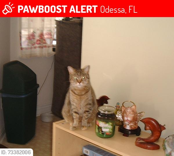 Lost Female Cat last seen escaped h ouse, Odessa, FL 33556