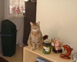 Lost Female Cat last seen escaped h ouse, Odessa, FL 33556