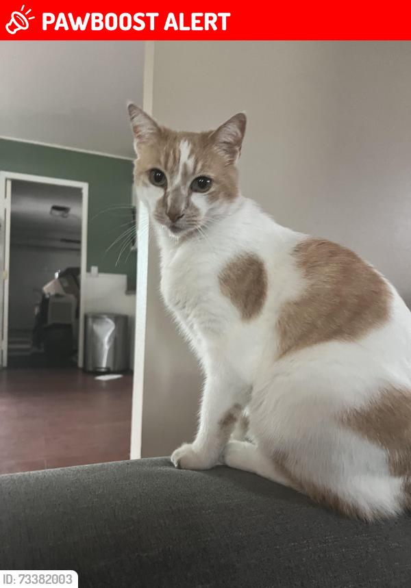 Lost Male Cat last seen Edinger and Graham, Huntington Beach, CA 92649